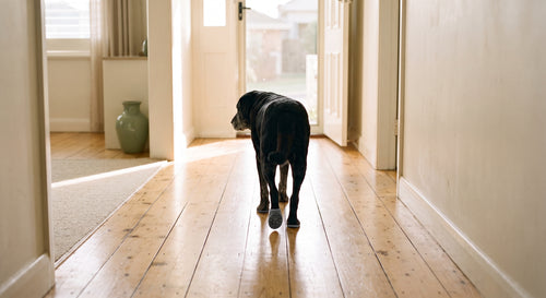 Anti-Slip Dog Paw Grips for Hardwood Floors